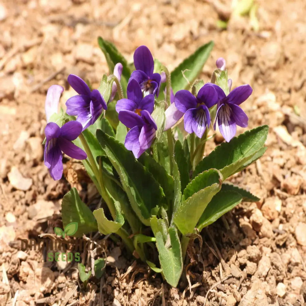 Sweet Violet Viola Philippica Flower Seeds for Planting