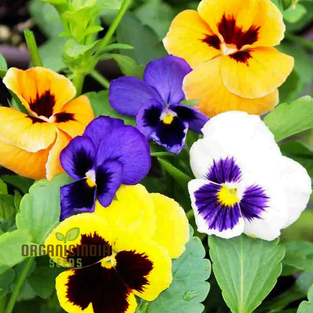 Swiss Giant Viola Seeds for Planting, Premium Gardening Flowers