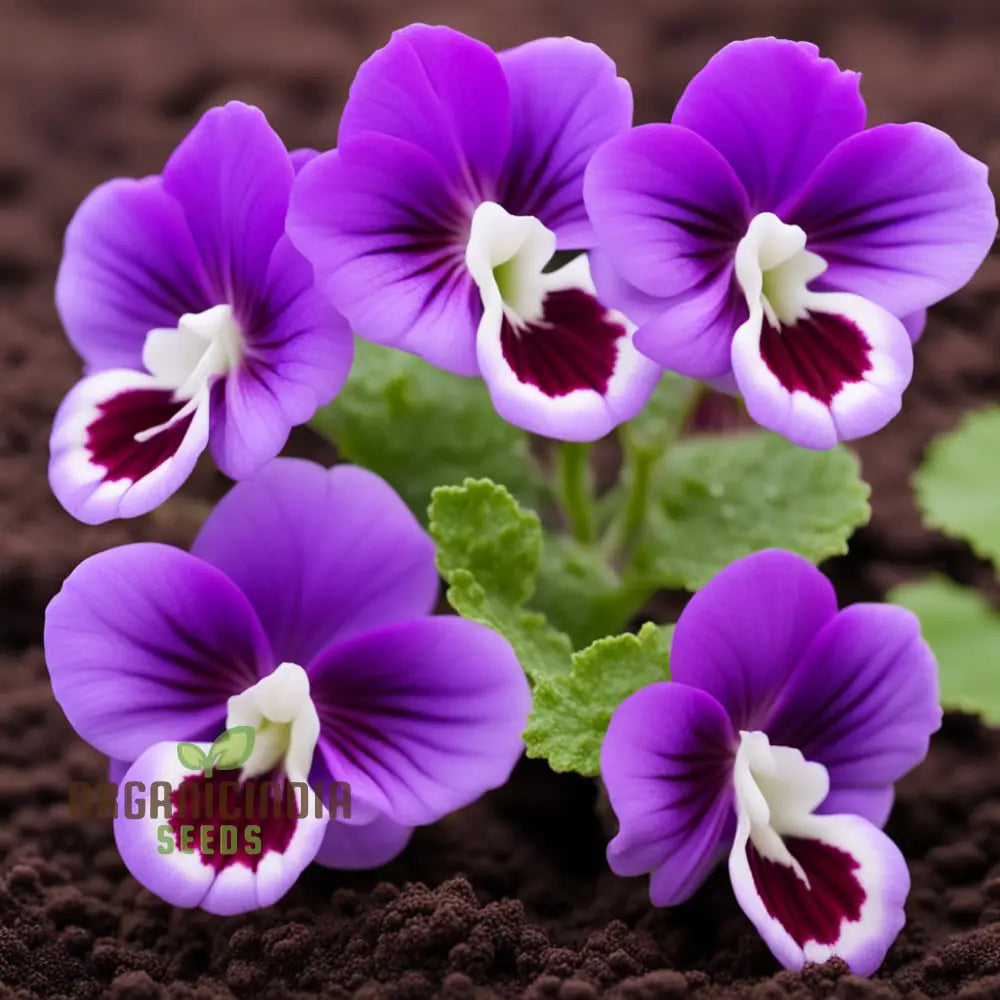 Violet Gloxinia Flower Seeds â€“ Elevate Your Gardening Experience With Exquisite Bell-Shaped