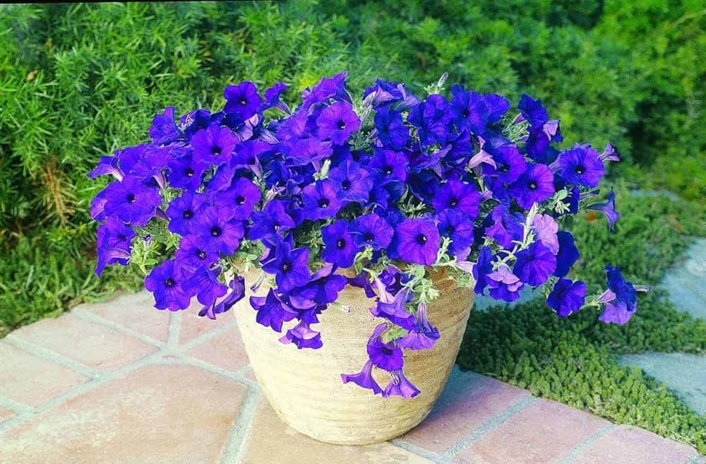 Violet Petunia Seeds Ideal for Container Gardening and Patio Pots