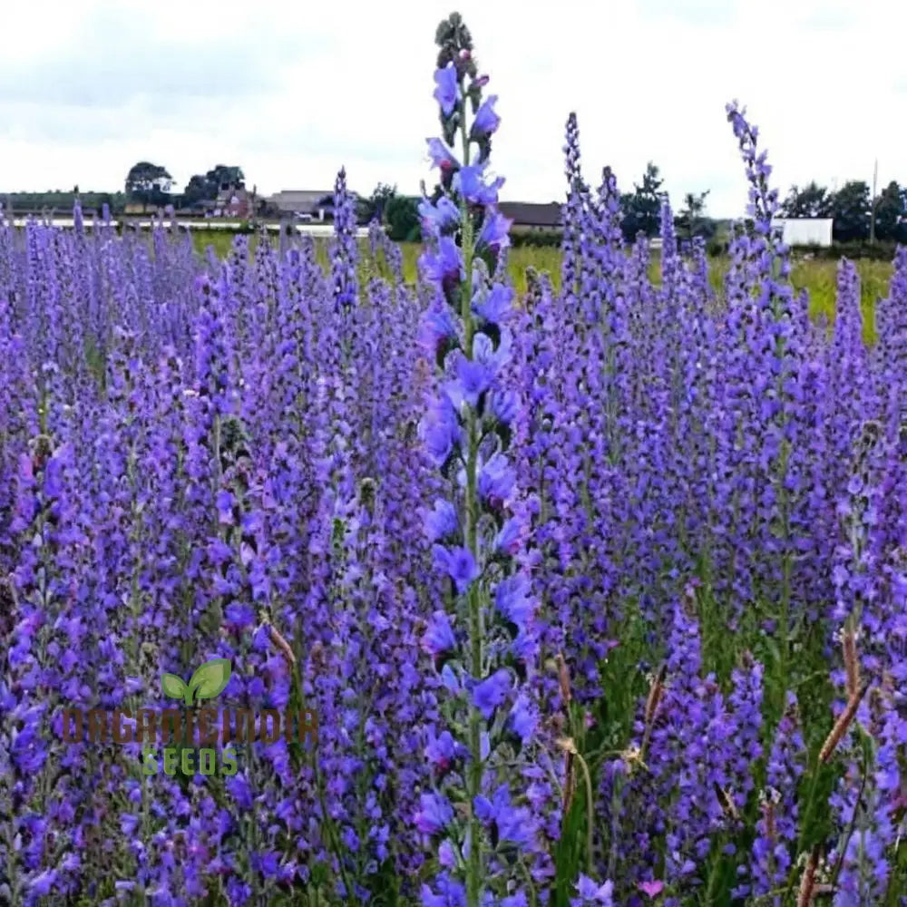Viper’s Bugloss Echium vulgare seeds for planting