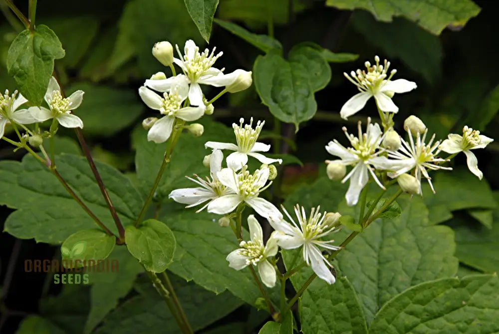 Virginâ€™s Bower Seeds - Clematis Virginiana For Planting And Gardening