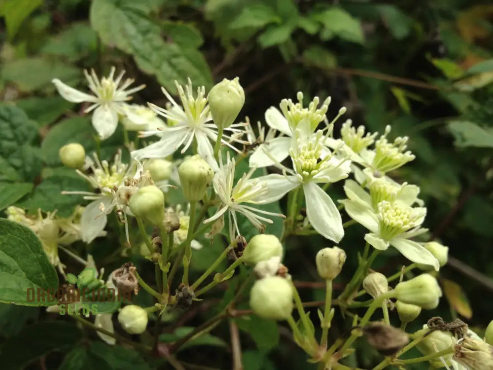 Virginâ€™s Bower Seeds - Clematis Virginiana For Planting And Gardening