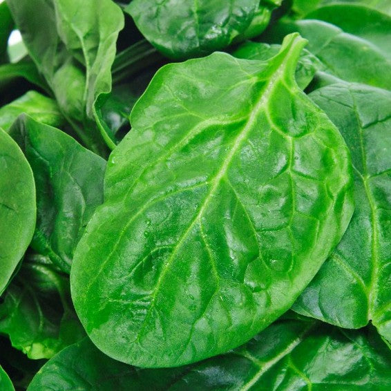 Viroflay Spinach Growing in Container from Seeds, Home Garden Leafy Greens