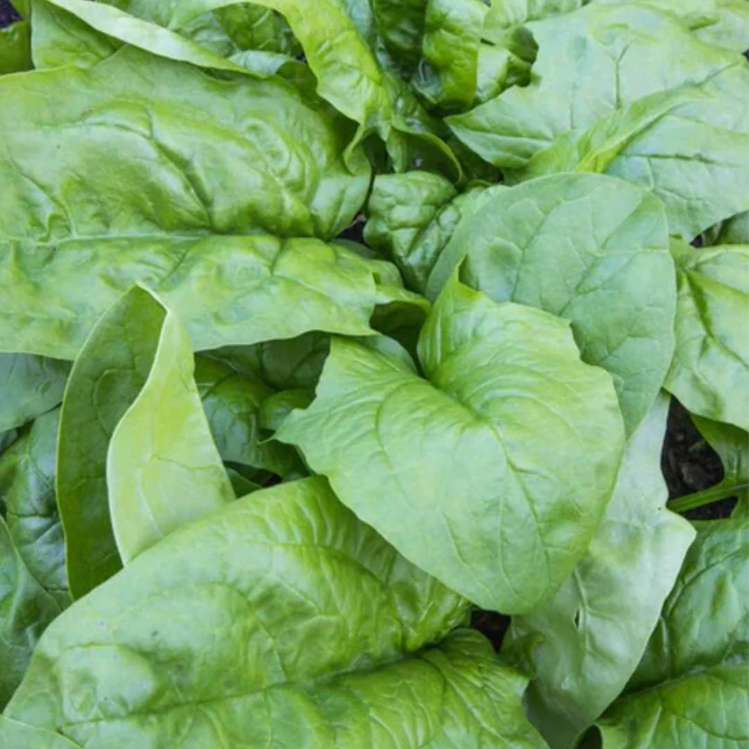 Viroflay Spinach Seedling Growing in Garden, Easy-to-Grow Heirloom Seeds