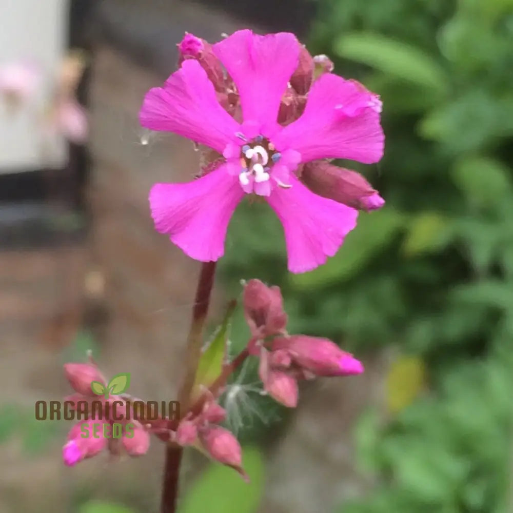 Viscaria seeds sprouting into healthy seedlings