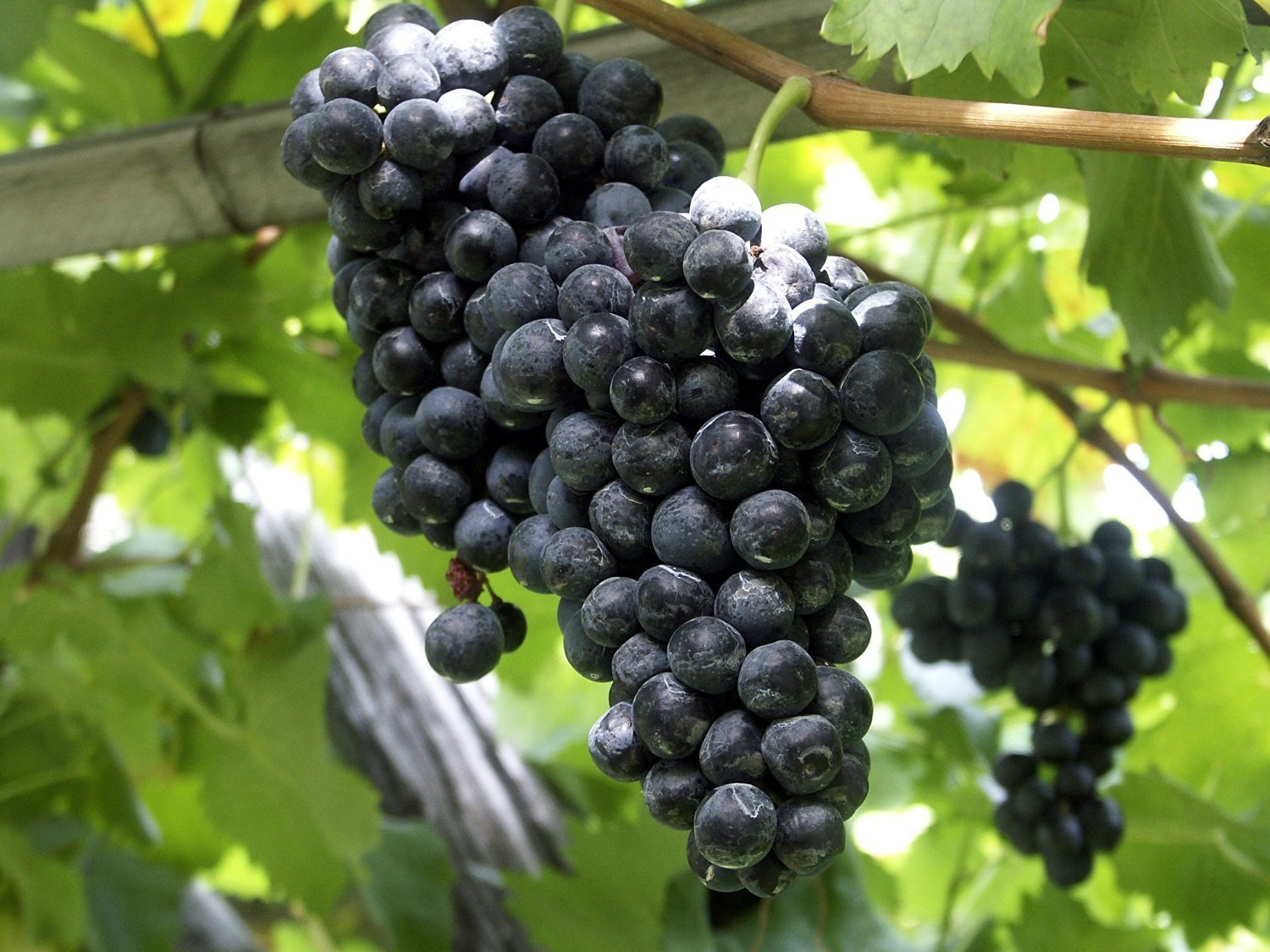 Vitis labrusca vine with ripe purple grape clusters