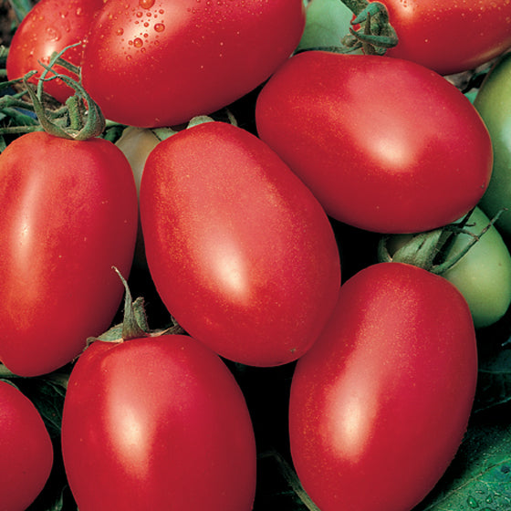 Viva Italia Tomato Seeds for Planting – High-Yield Paste Tomatoes