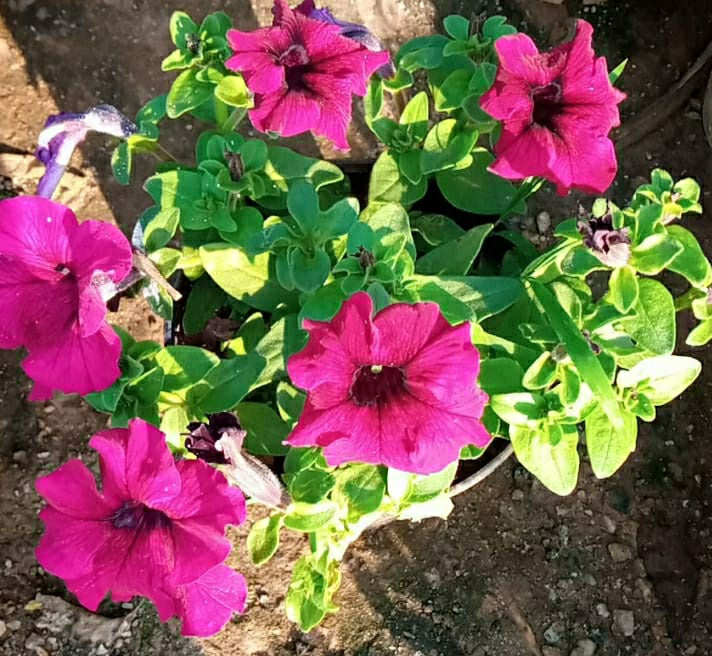 Vivid Pink Petunia Seeds for Colorful Landscape Gardening