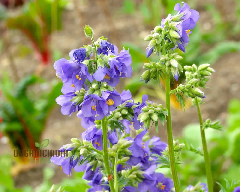 Vjacobâ€™s Ladder Flower Seeds For Planting: Premium Climbing Garden Plants | Ideal For Creating