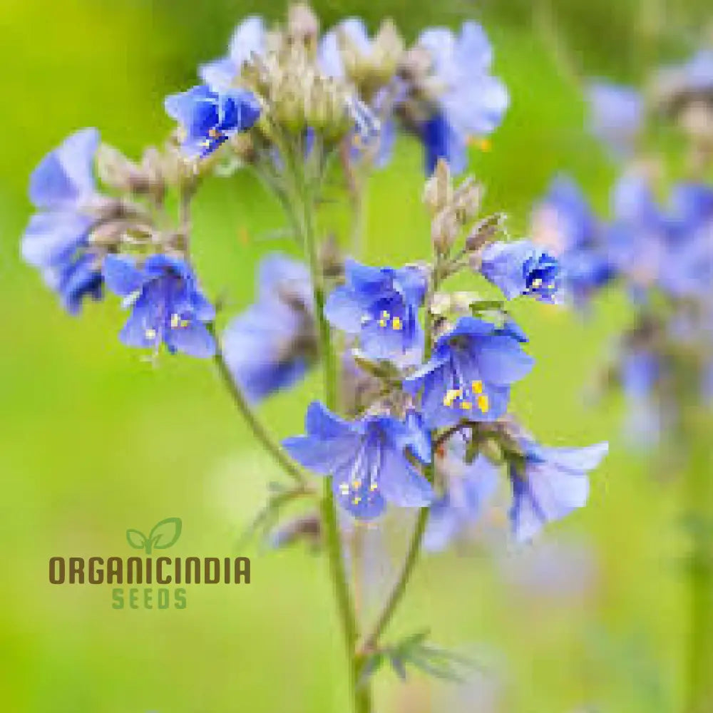 Vjacobâ€™s Ladder Flower Seeds For Planting: Premium Climbing Garden Plants | Ideal For Creating