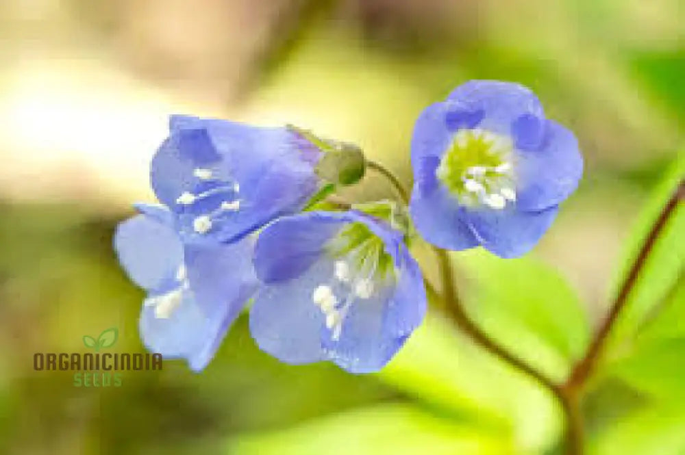 Vjacobâ€™s Ladder Flower Seeds For Planting: Premium Climbing Garden Plants | Ideal For Creating