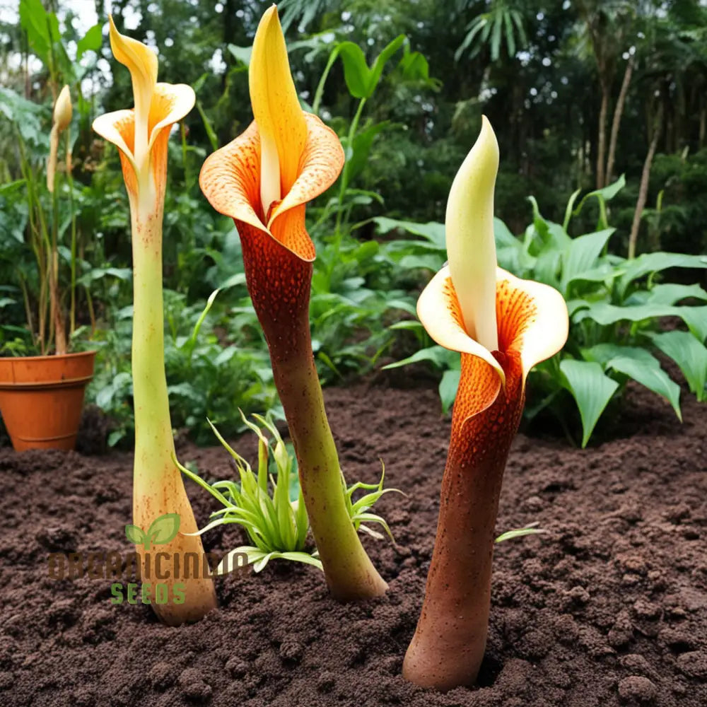 Close-up of Amorphophallus Voodoo Lily flower