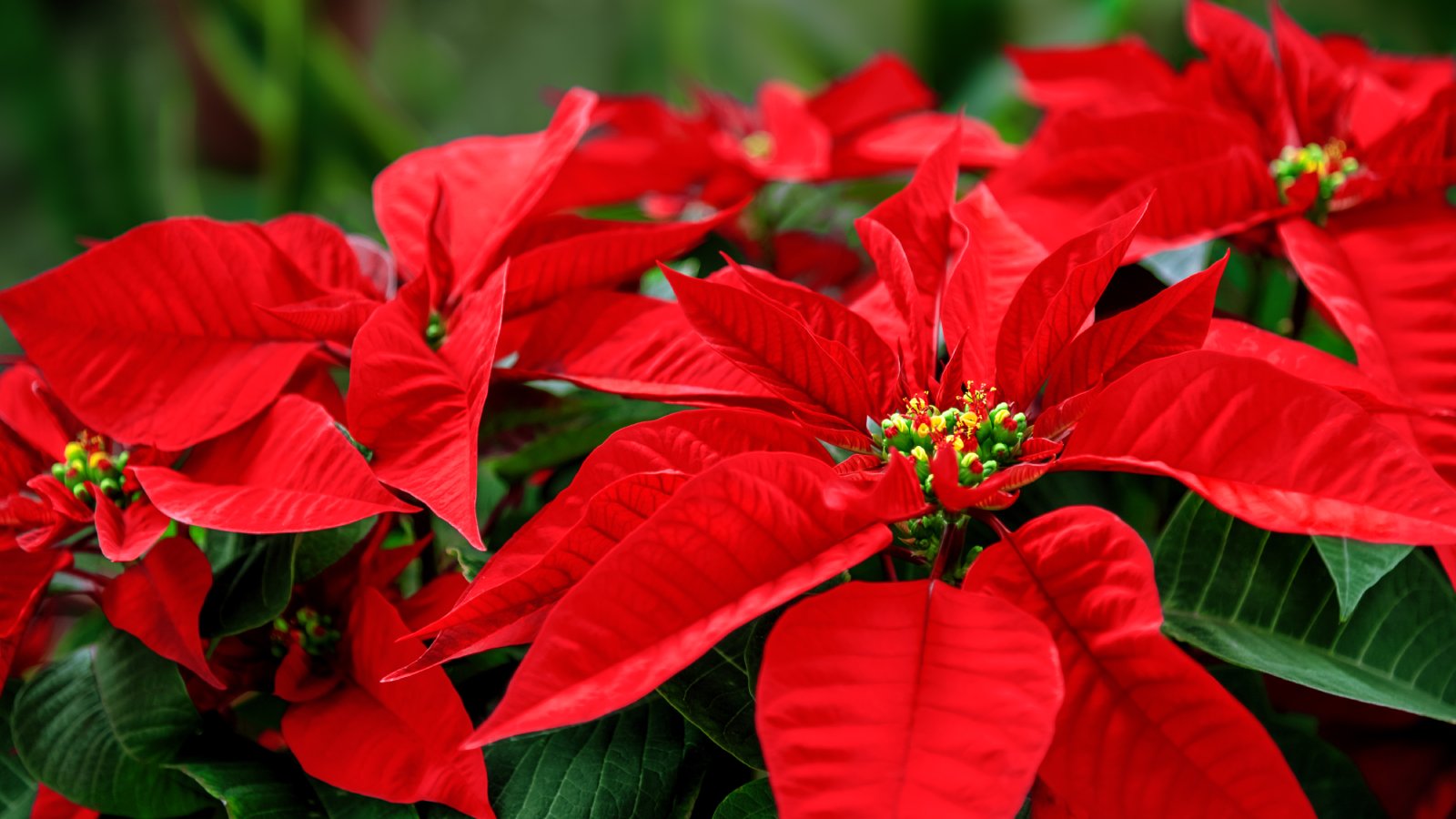 Premium Weihnachtsstern Blumensamen für den Bioanbau, hochwertiges Bio Saatgut