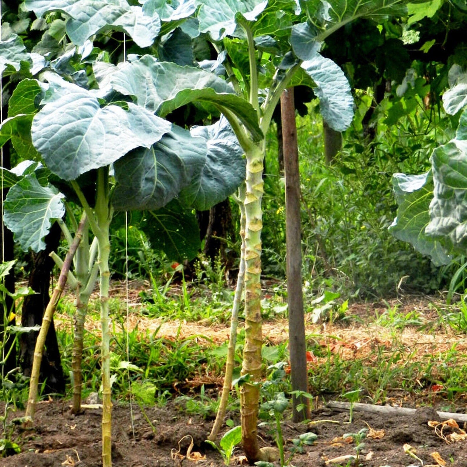 Walking Stick Kale Seeds for Planting, Non-GMO Tall Ornamental Kale