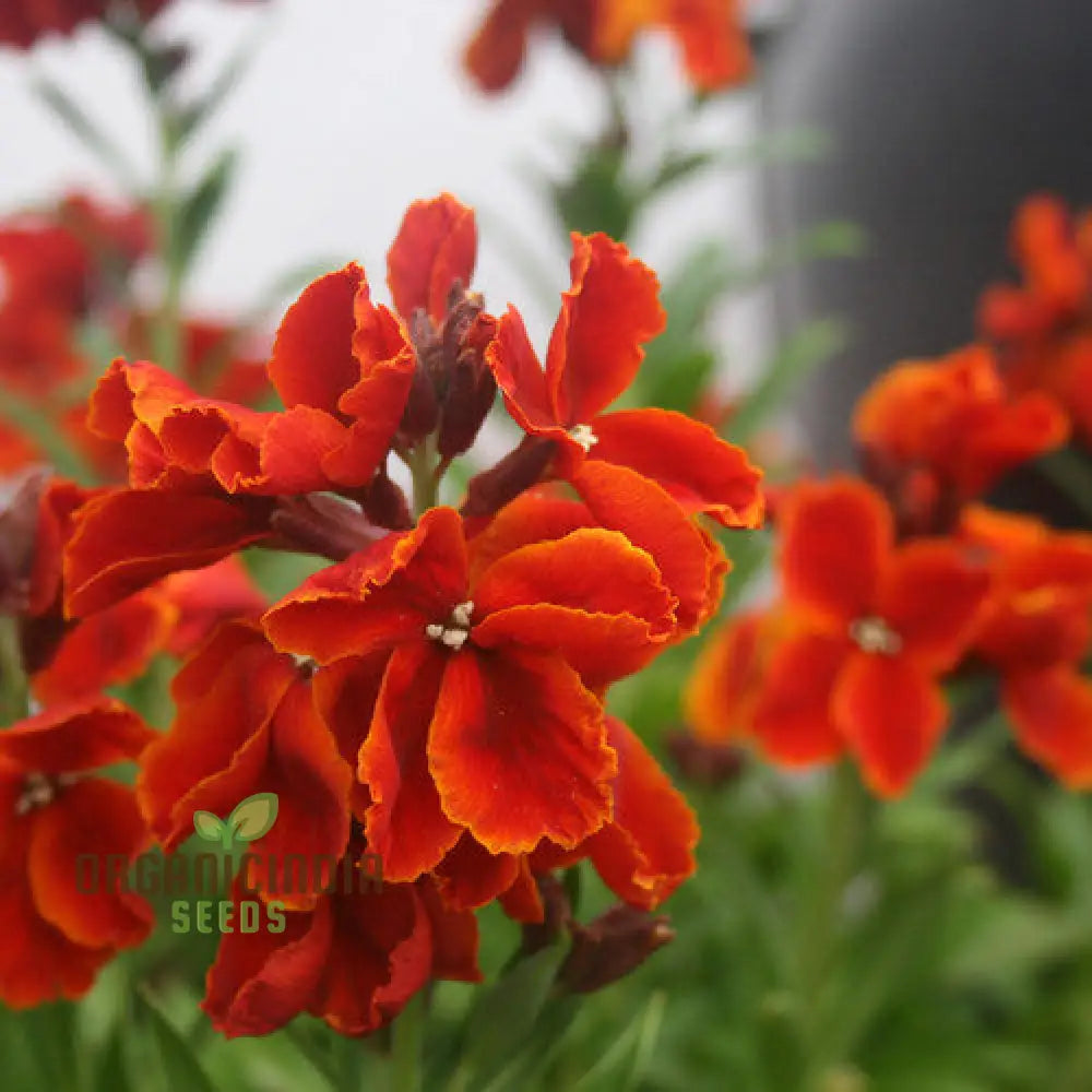 Wallflower â€™Scarlet Bedderâ€™ Seeds For Planting - Vibrant Blooms A Striking Garden Display