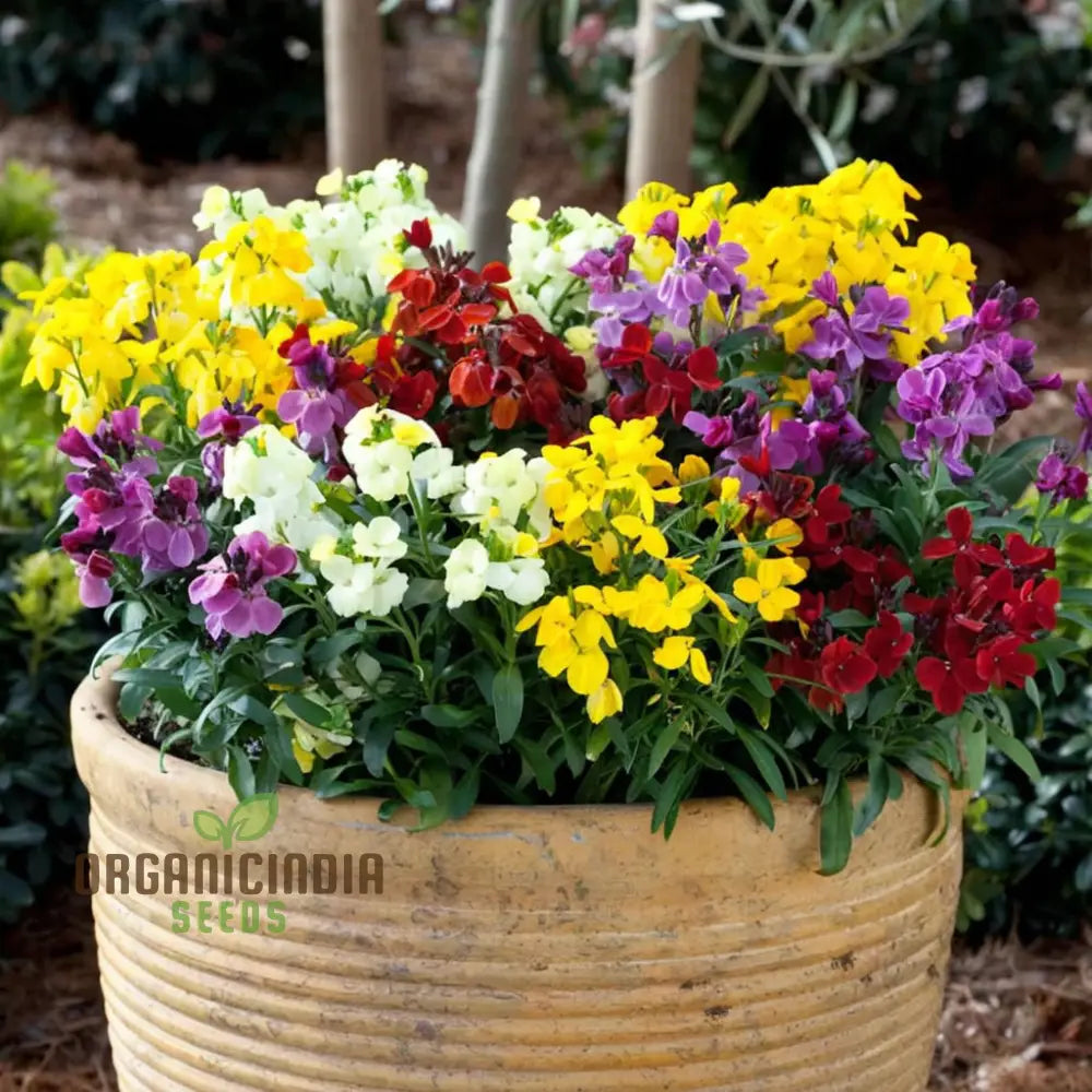 Wallflower Seeds Sugar Rush Mixed â€“ Elevate Your Gardening Experience With A Delightful Burst Of