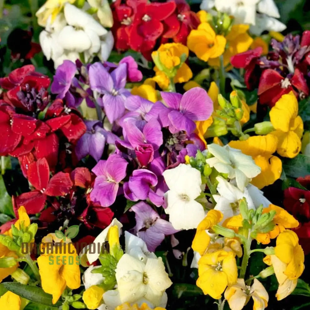 Wallflower Sugar Rush Mixed Flower Seeds for Planting