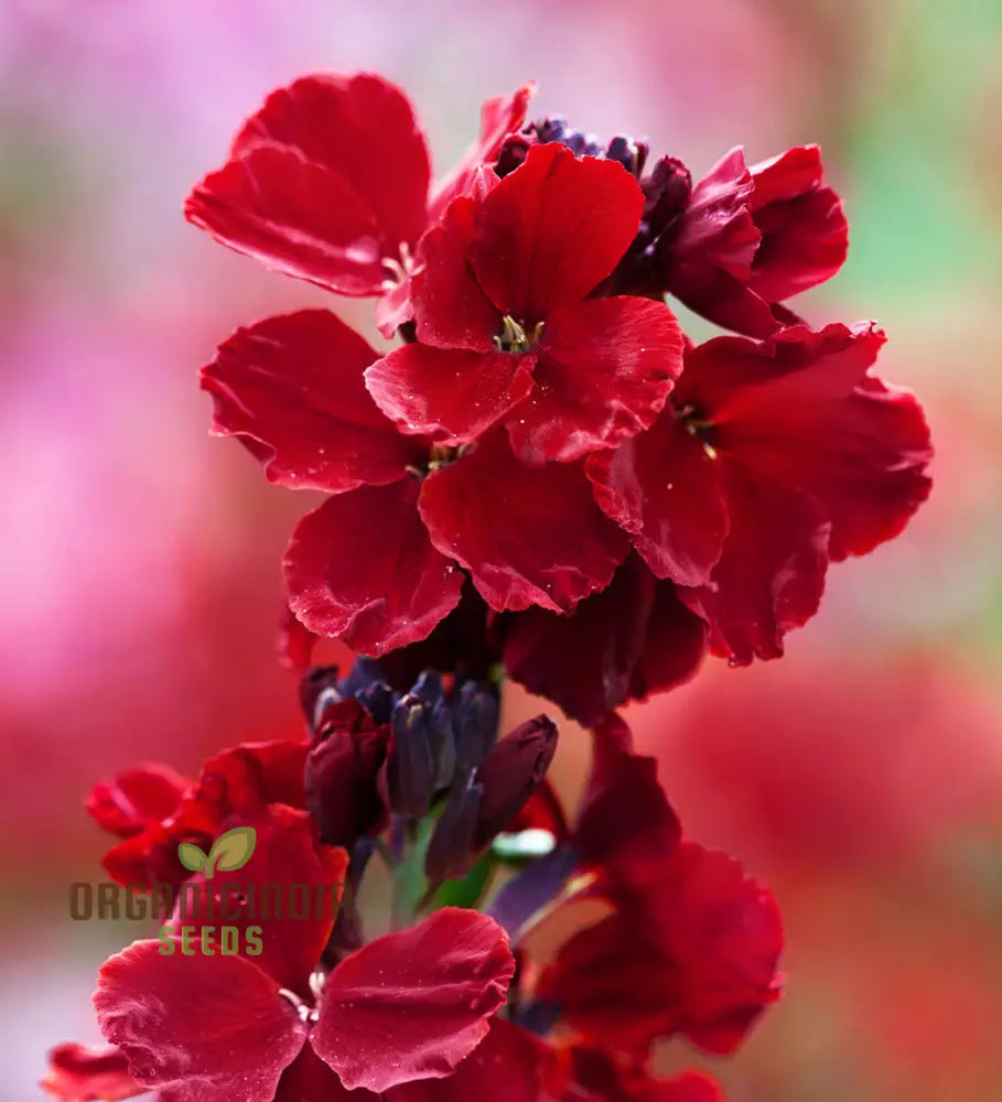 Wallflower â€™Vulcanâ€™ Seeds For Planting - Ideal Vibrant Long-Lasting Blooms In Your Garden