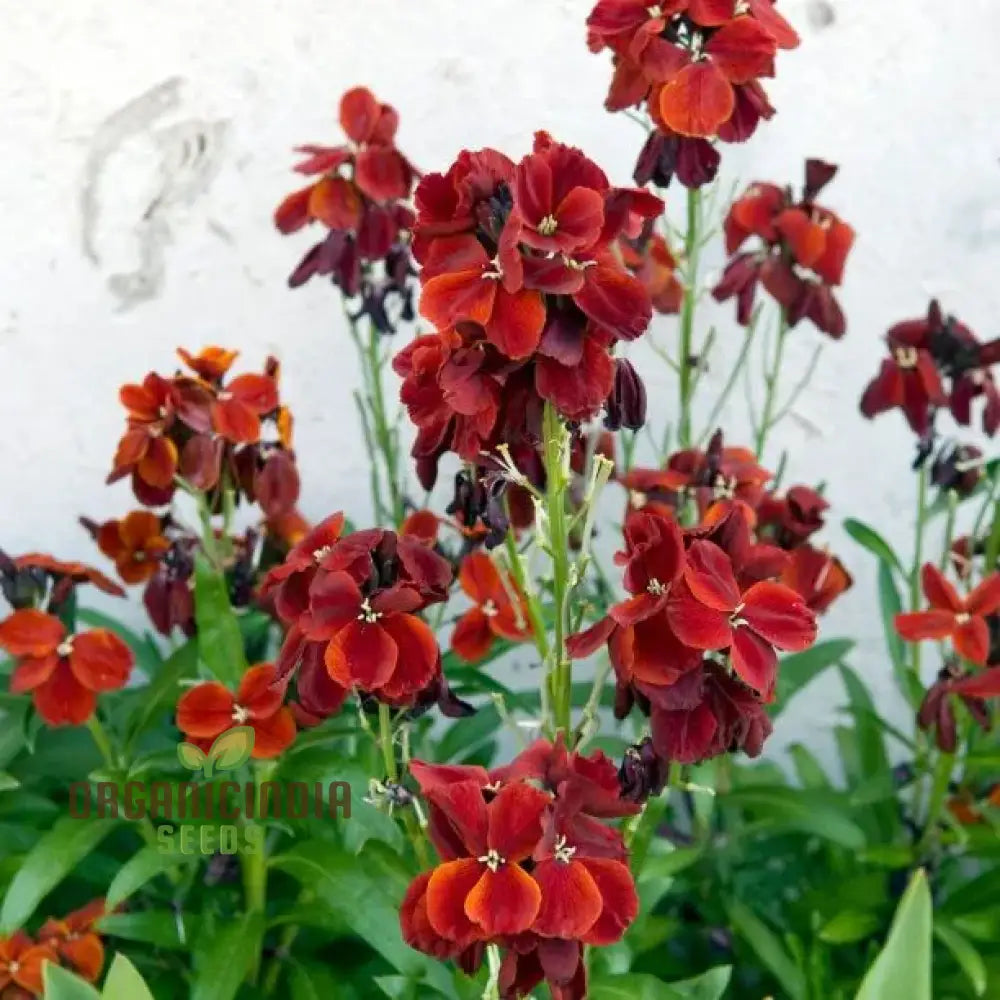 Wallflower Vulcan seeds for planting garden borders