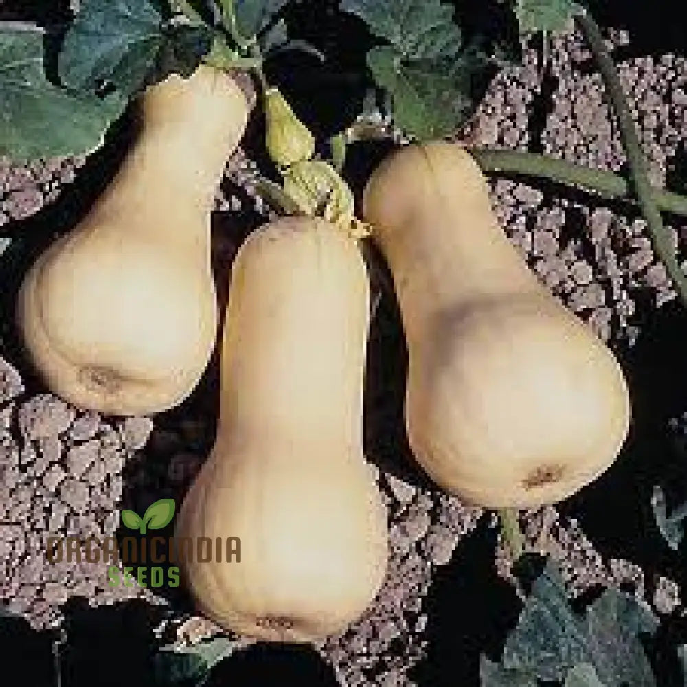 Waltham Butternut Squash Plant in Vegetable Garden from Seeds