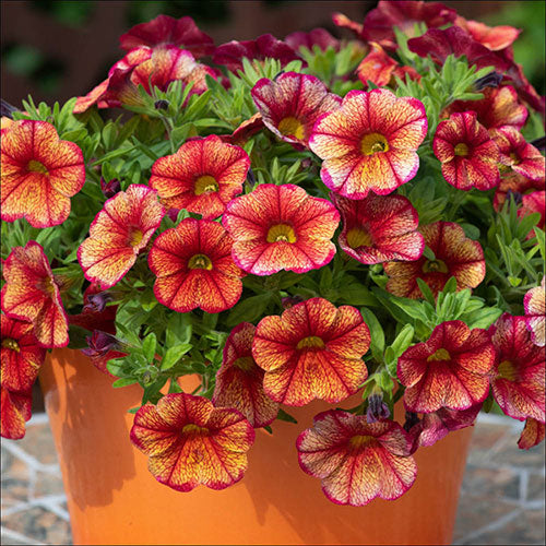 Warm peach petunia seeds for hanging baskets and planters