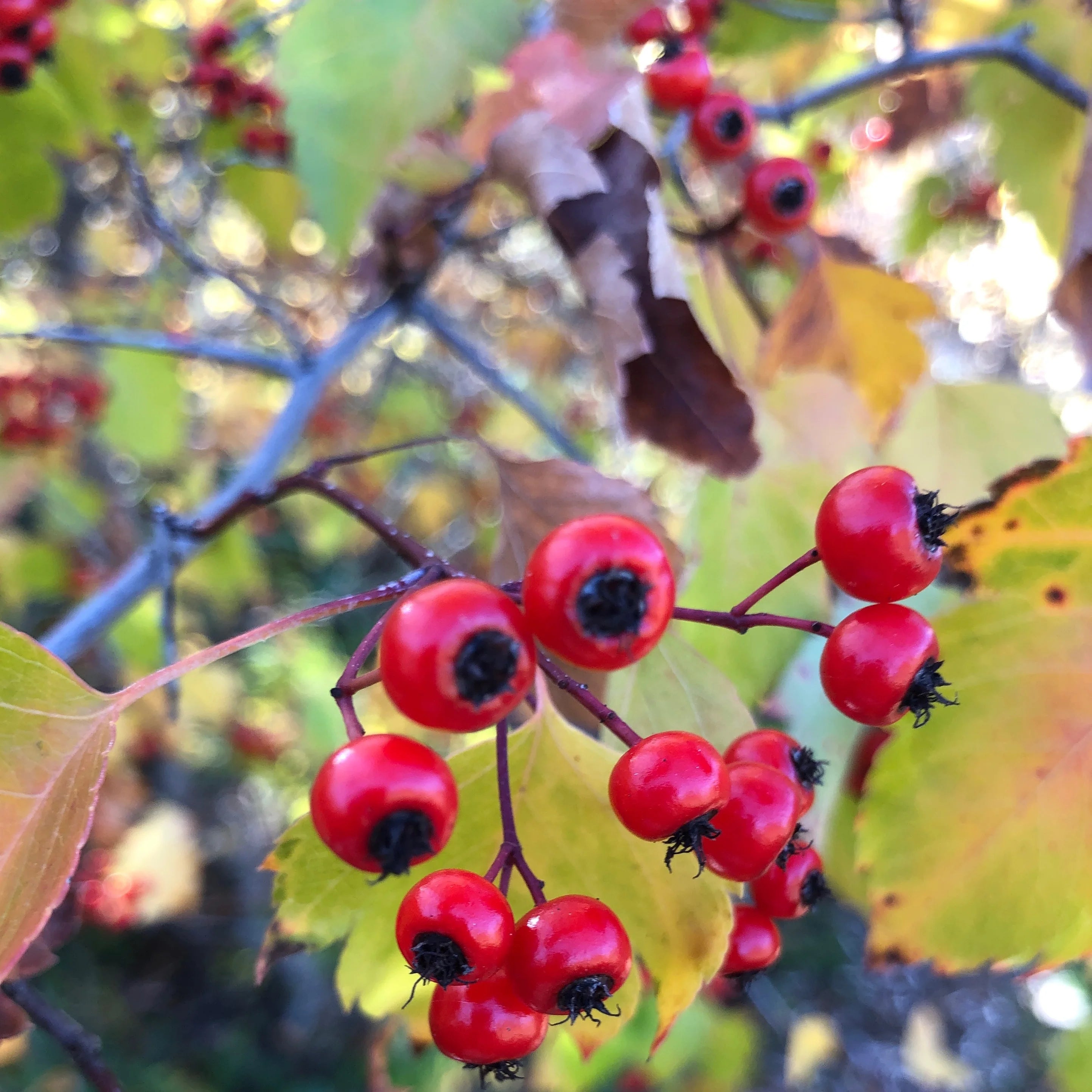 Red Berries on Branches of Washington Hawthorn