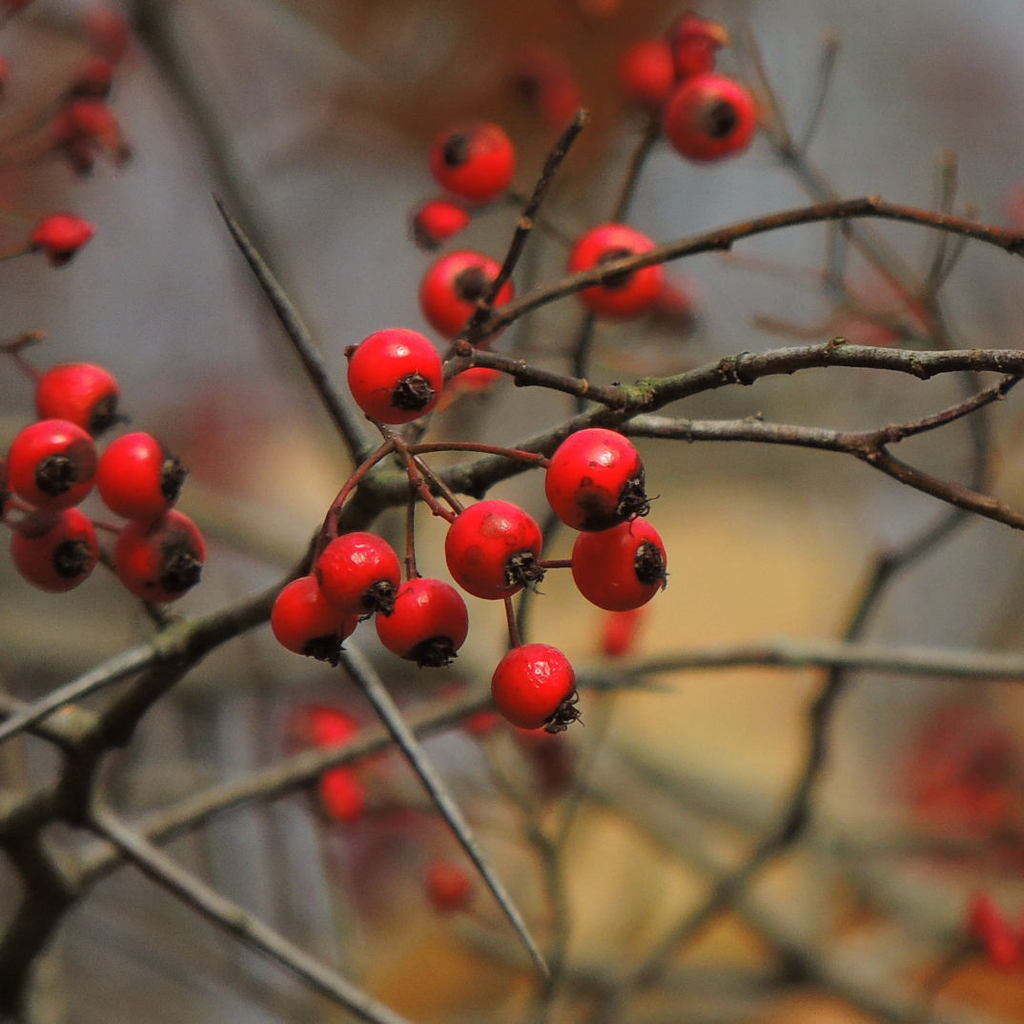 White Blossoms on Washington Hawthorn Tree
