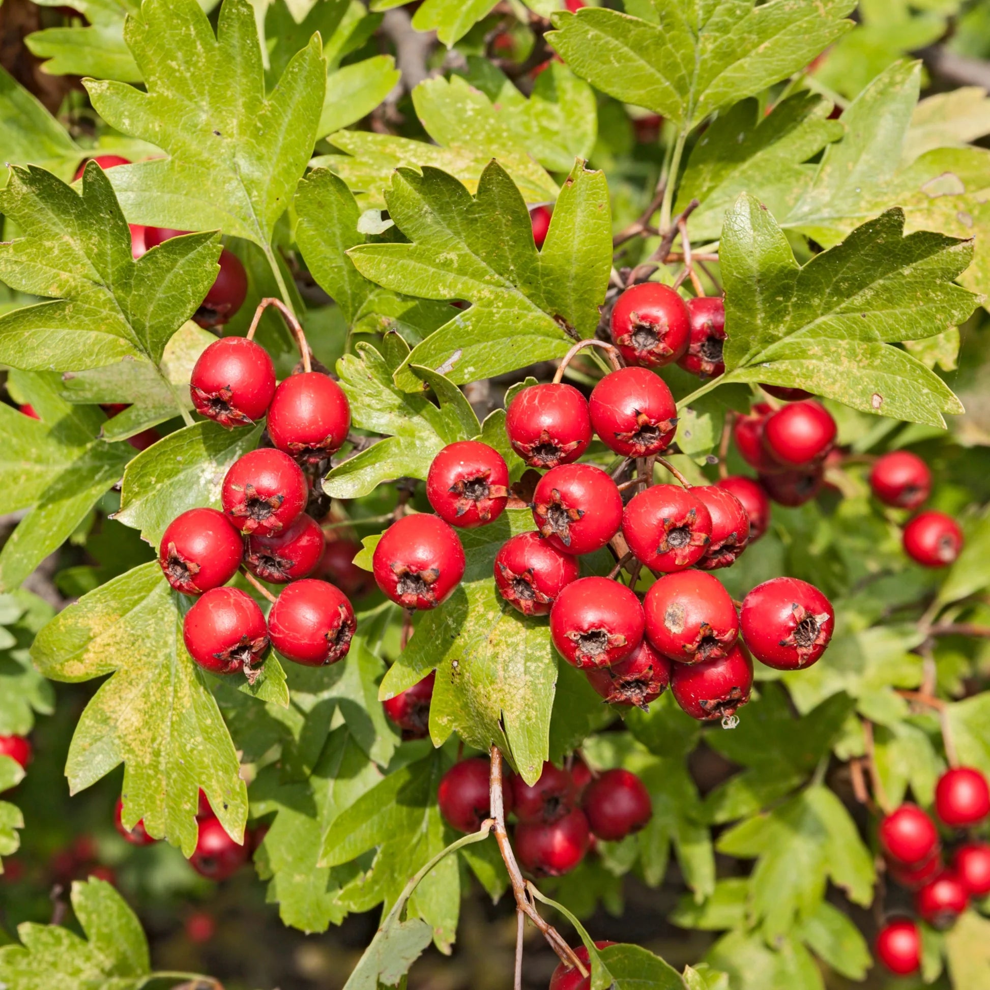 Washington Hawthorn Seeds for Planting