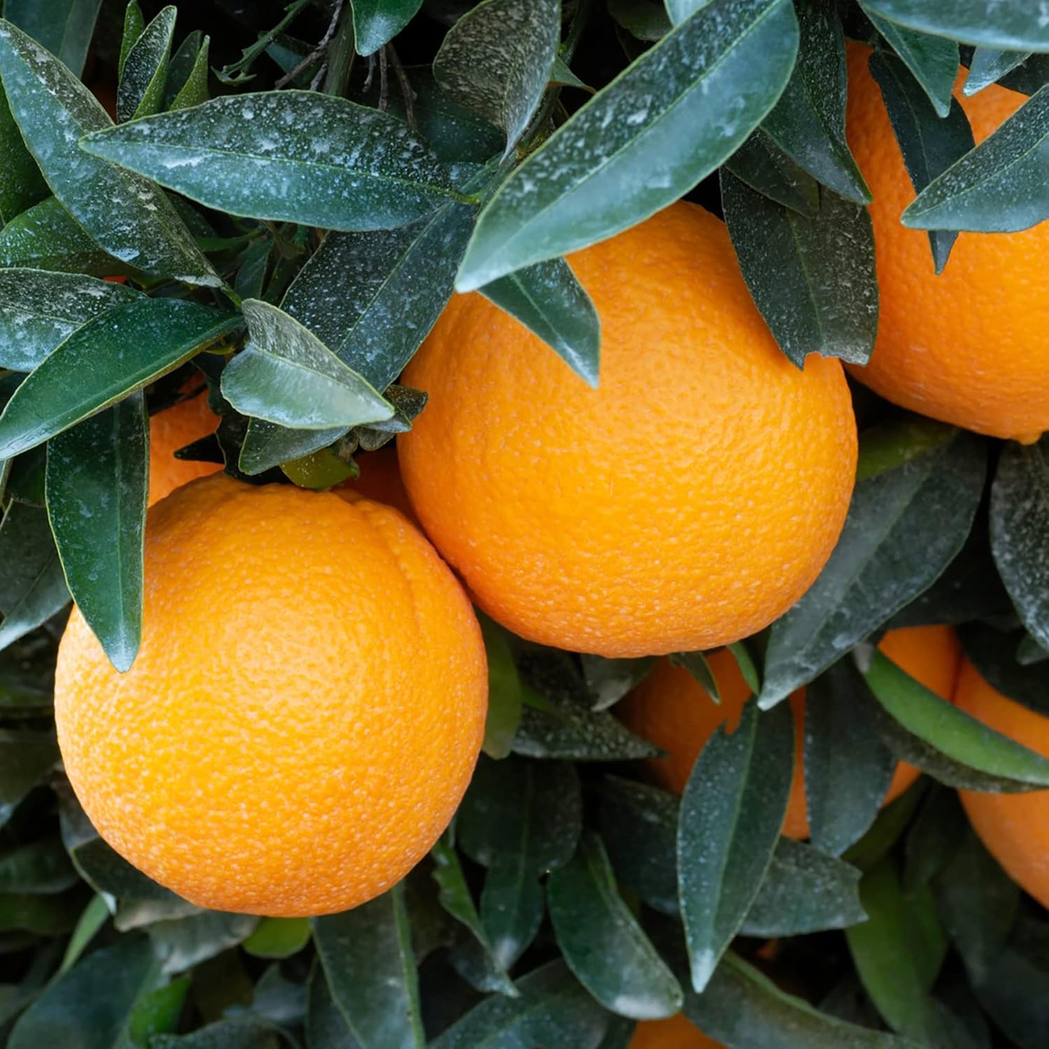 Washington Navel Orange seeds for planting Non-GMO citrus trees