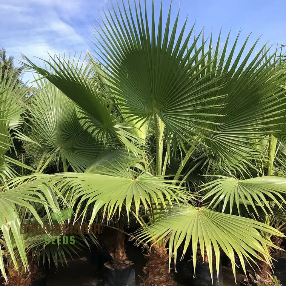 Washingtonia Filifera Seeds for Planting - High-Quality Palm Tree Washingtonia Filifera Seeds for Planting - High-Quality Palm Tree