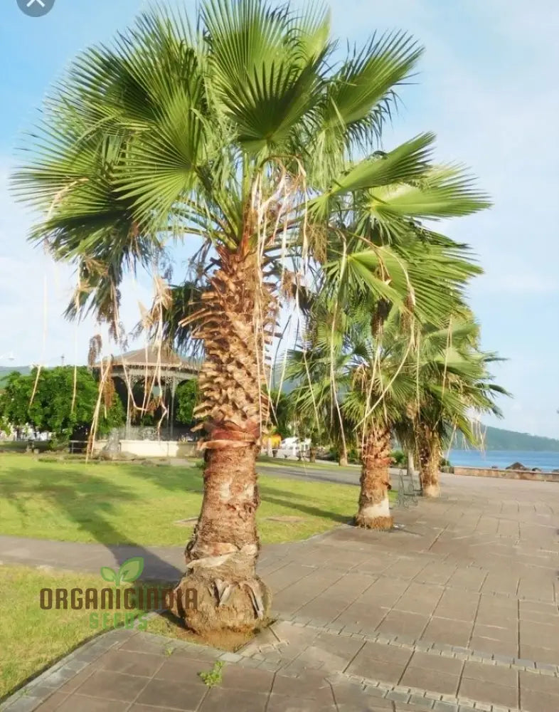 Washingtonia Robusta Seeds - Planting Guide Included for