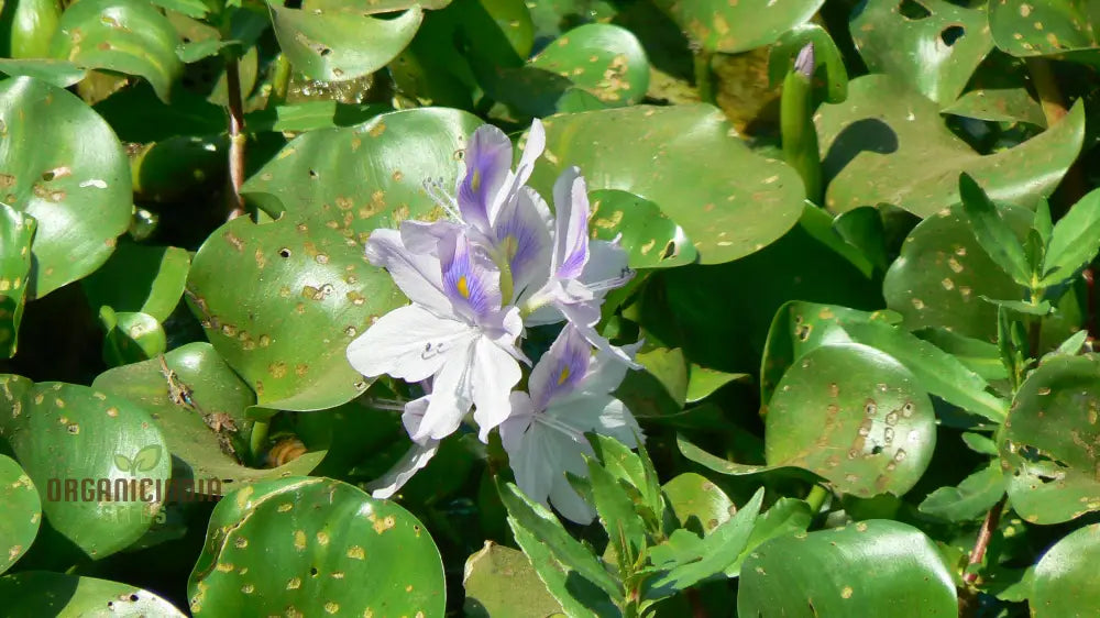 Water hyacinth aquatic plant seeds
