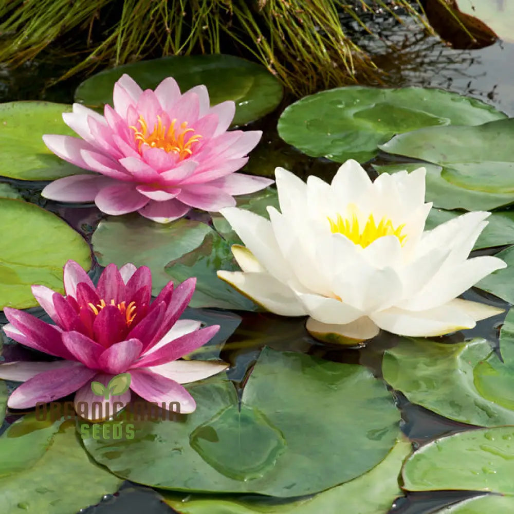 Water Lily Flower Seeds Mixed Colors For Pond Garden Planting Guide water-lily-flower-seeds-mixed-colors-for-pond-garden-planting-guide