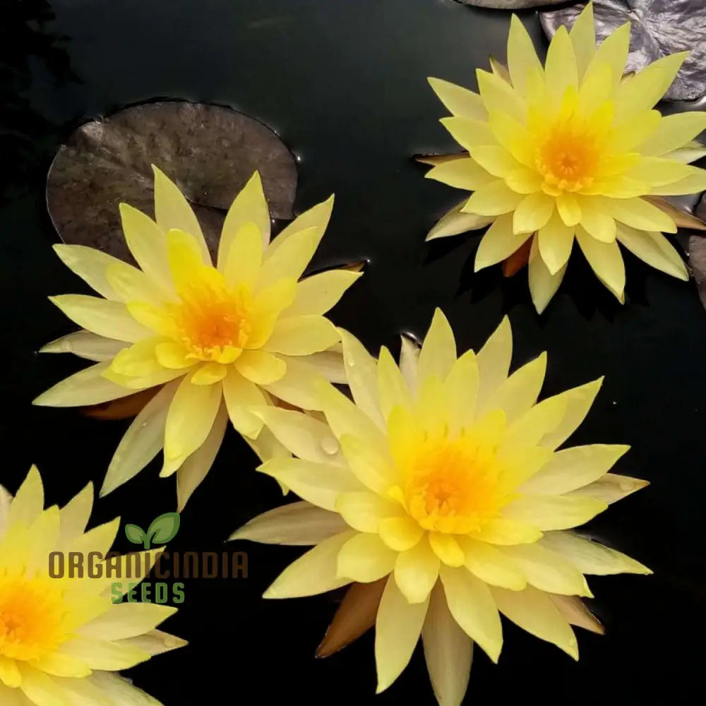 Water lily seeds grown plant with floating leaves in pond