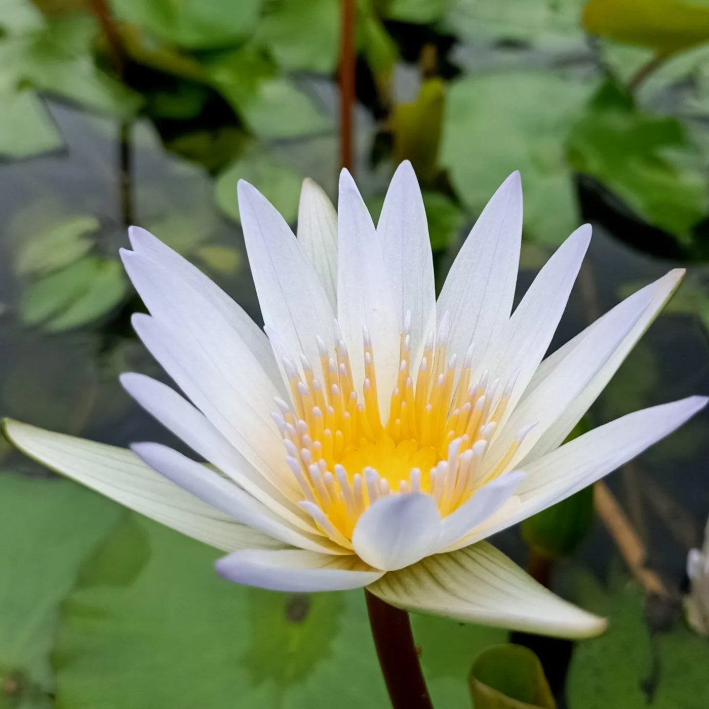 Water Lily seeds for planting in ponds