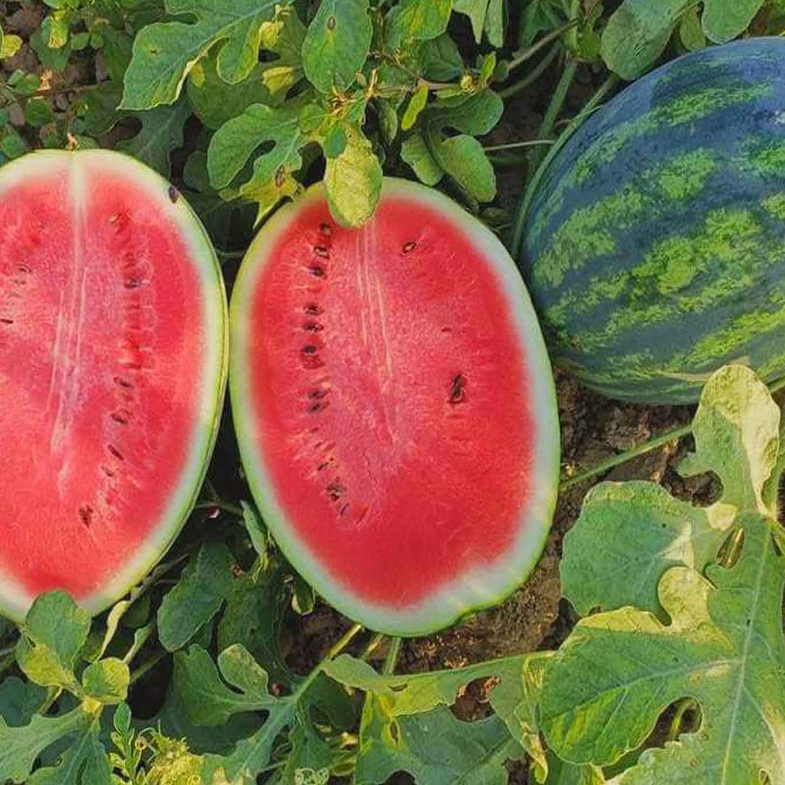 Florida Giant Watermelon Seeds