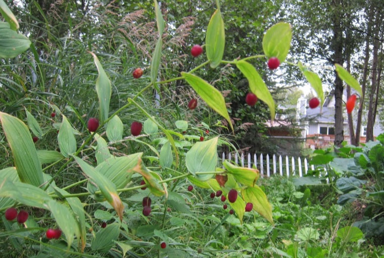 Wild watermelon berry plant with red fruits