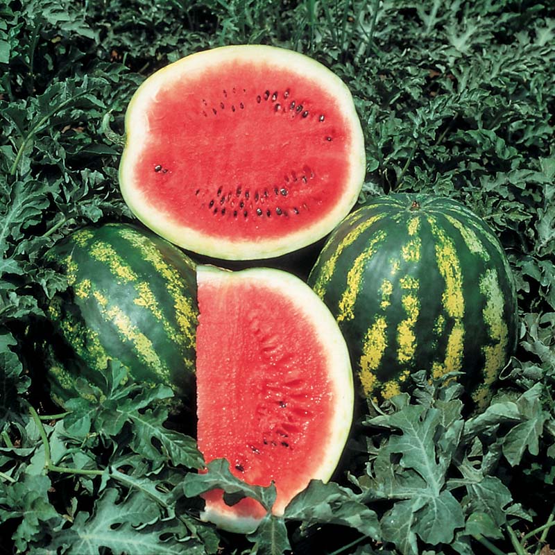 How to Grow Watermelon from Seeds – Crimson Sweet Variety
