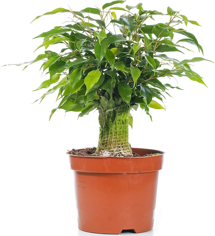 Weeping Fig houseplant seeds Non-GMO