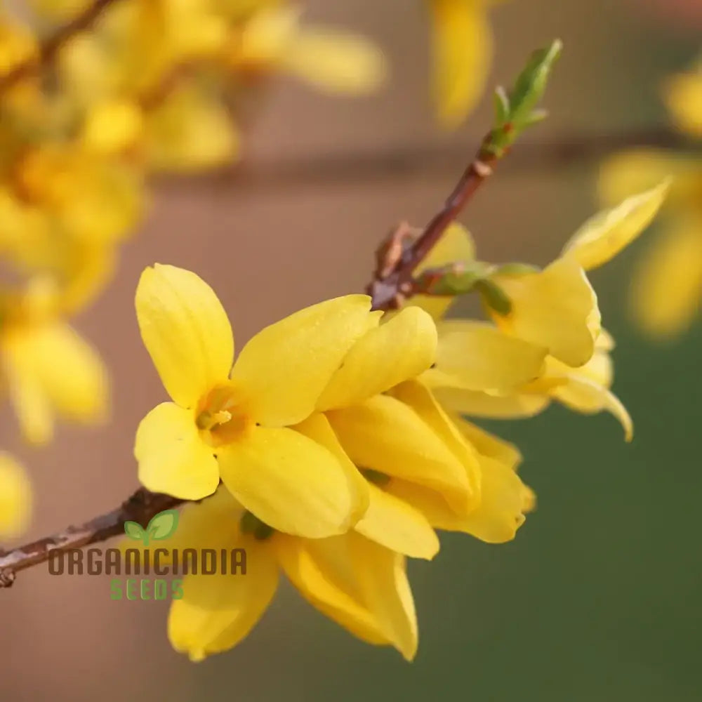 Weeping Forsythia Seeds Forsythia Suspensa for Planting