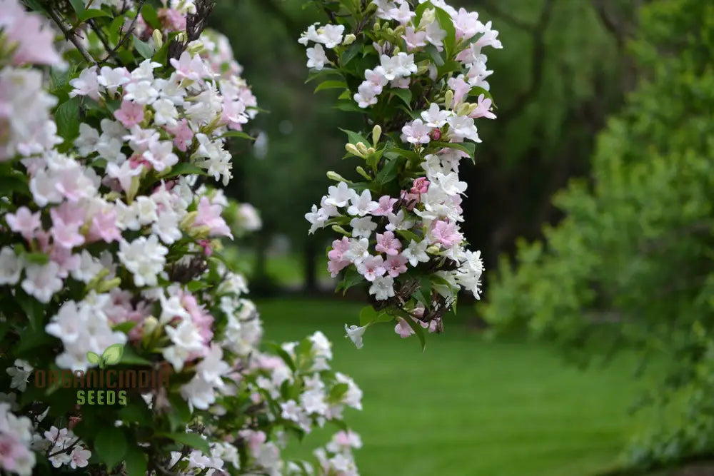 Weigela Florida Versicolor Seeds - Vibrant Planting Options For Your Garden