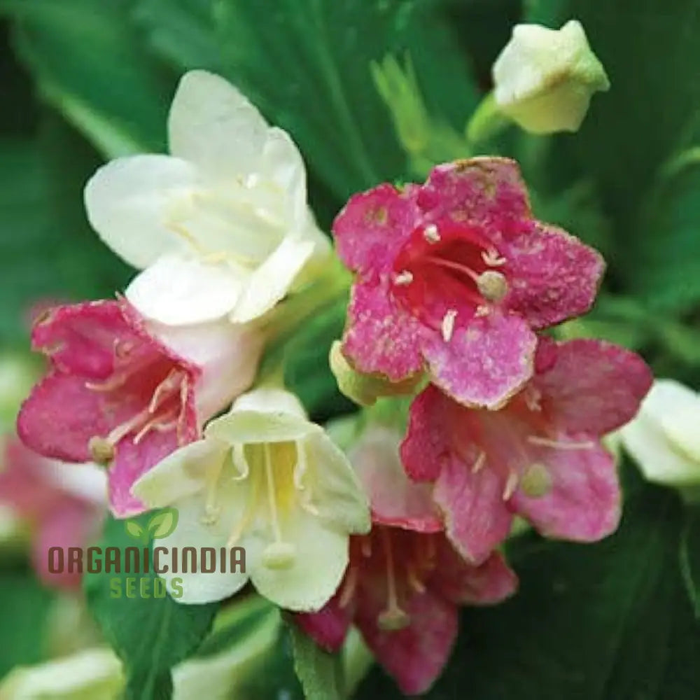 Weigela Florida Versicolor Seeds - Vibrant Planting Options For Your Garden