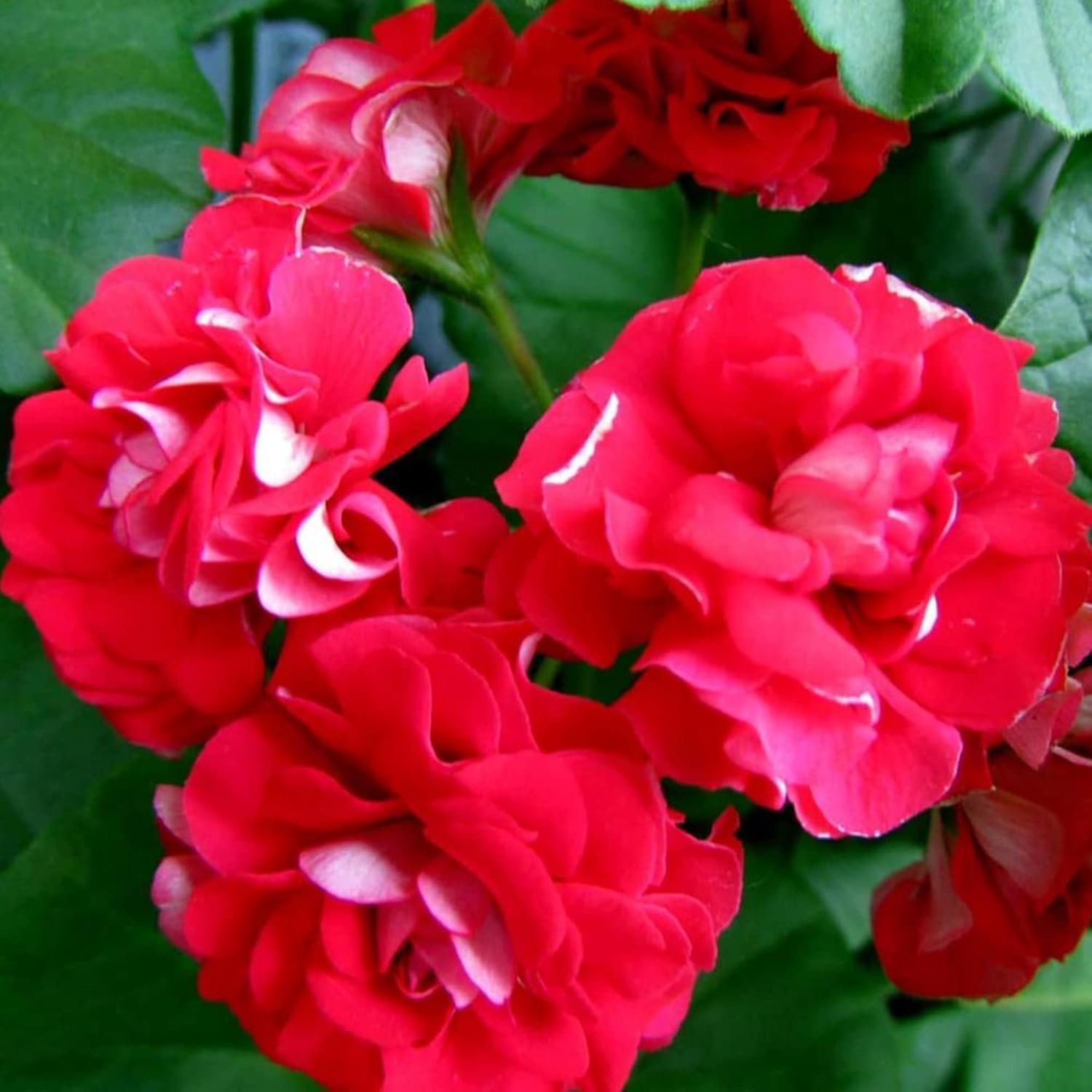 Well-branched Impatiens in garden bed