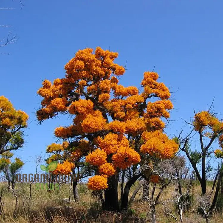 West Australian Christmas Tree Wildflower Seeds - Gardening Delight Native Easy To Grow