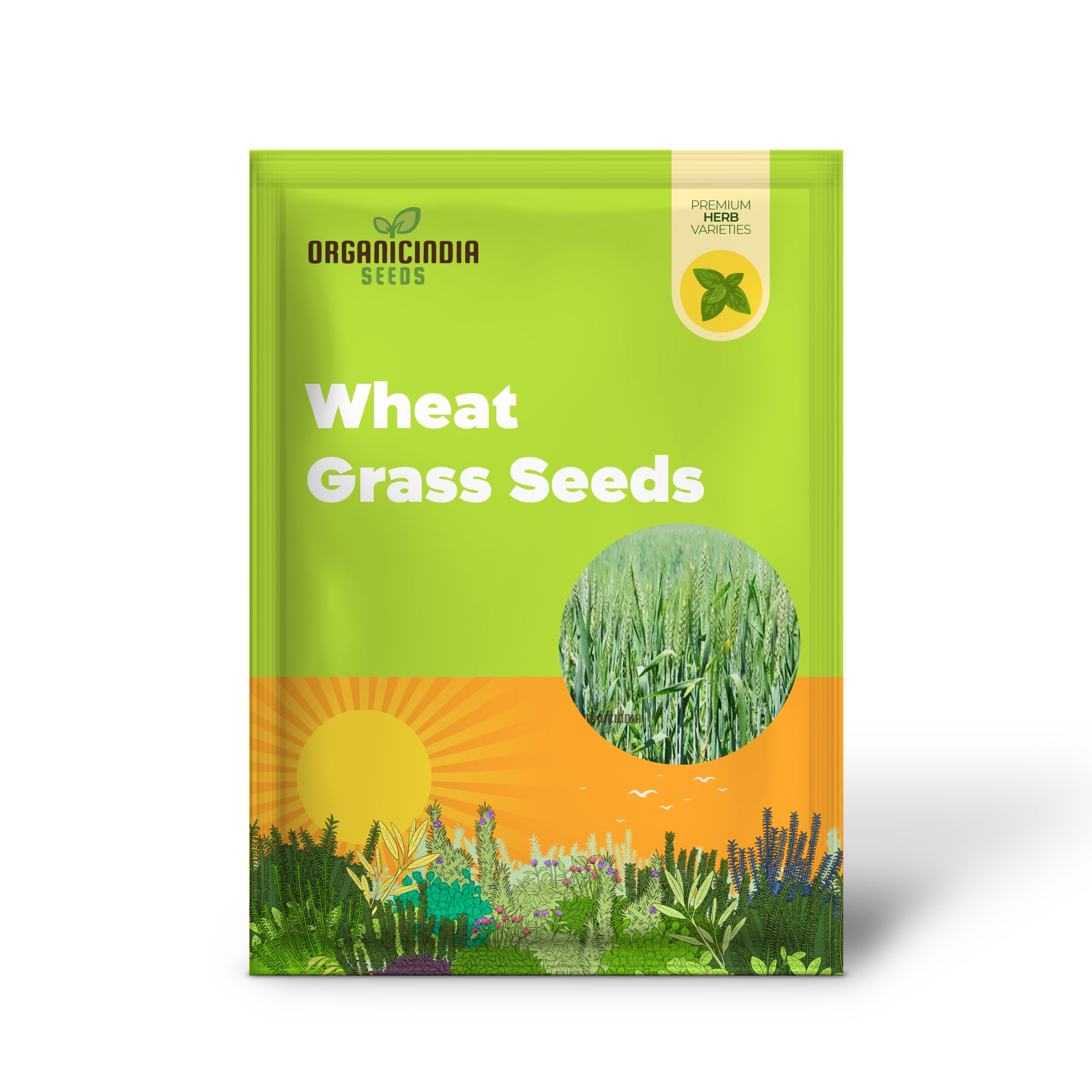 Close-Up of Wheat Grass Microgreen Seeds – Healthy and Quick Growing