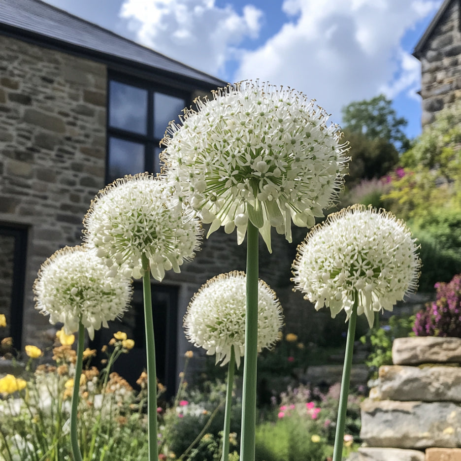 White Allium flowers displayed in a garden border