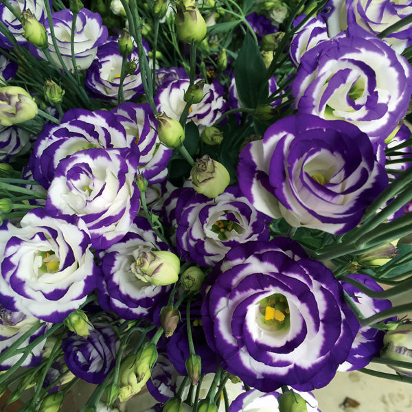 White Lisianthus blooms with blue edges