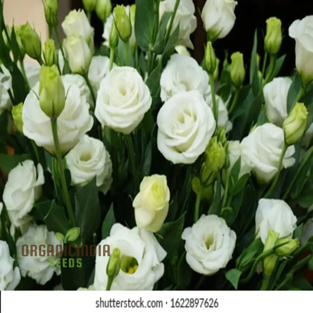 White And Pink Eustoma (Lisianthus) Flower Seeds â€“ Elevate Your Gardening With Beautiful Delicate