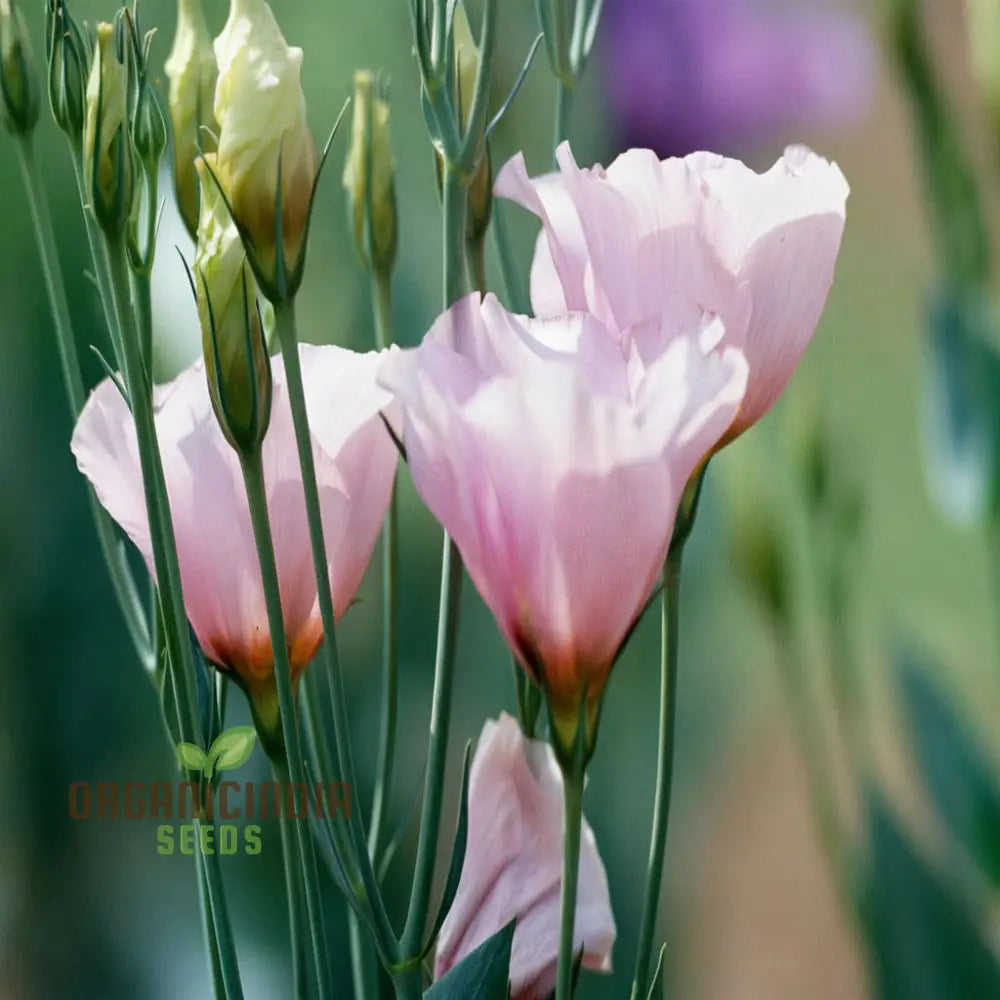 White And Pink Eustoma (Lisianthus) Flower Seeds â€“ Elevate Your Gardening With Beautiful Delicate